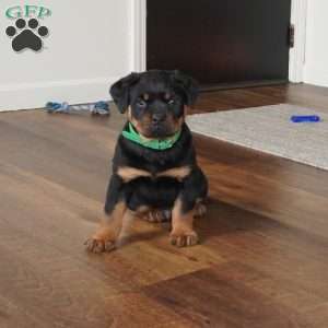 Rocky, Rottweiler Puppy